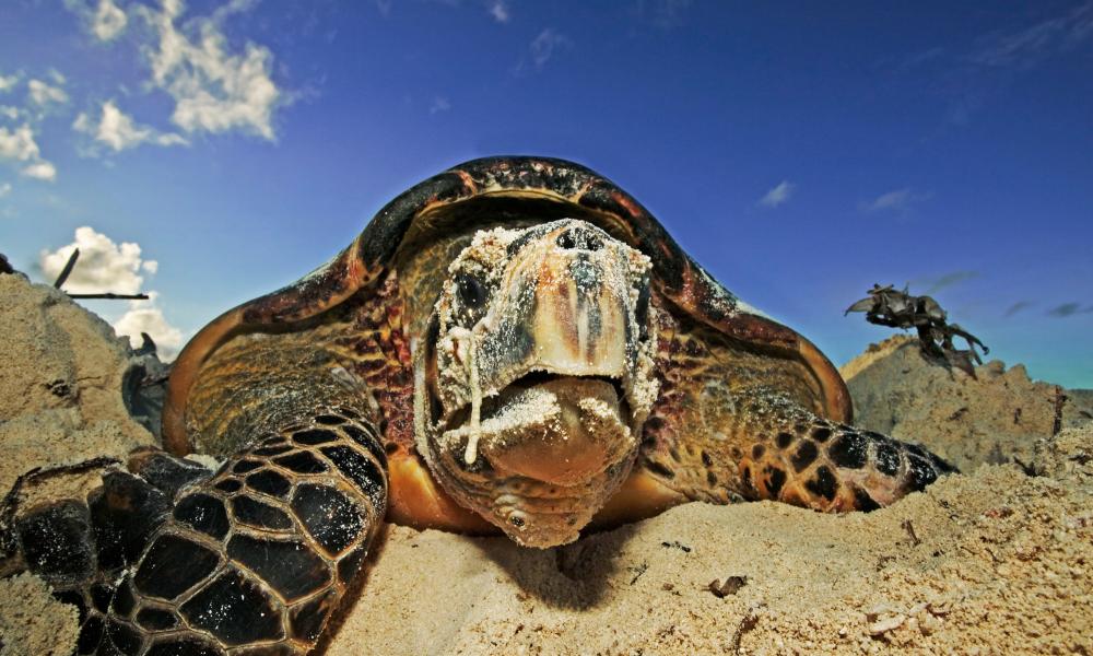 Hawksbill turtle