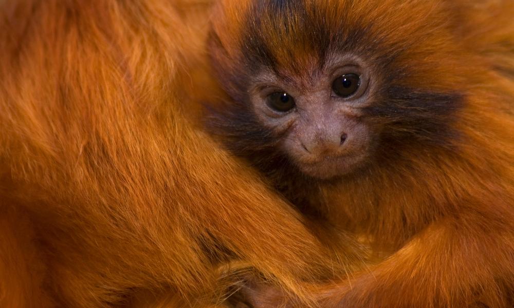 Golden lion tamarin