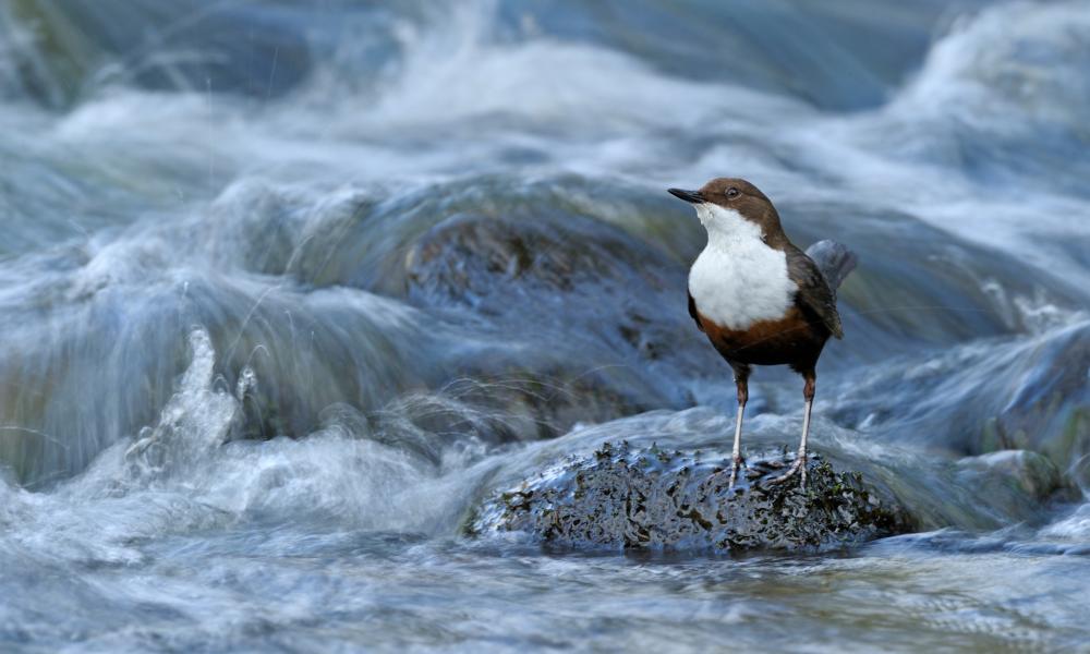 Bird on a stream