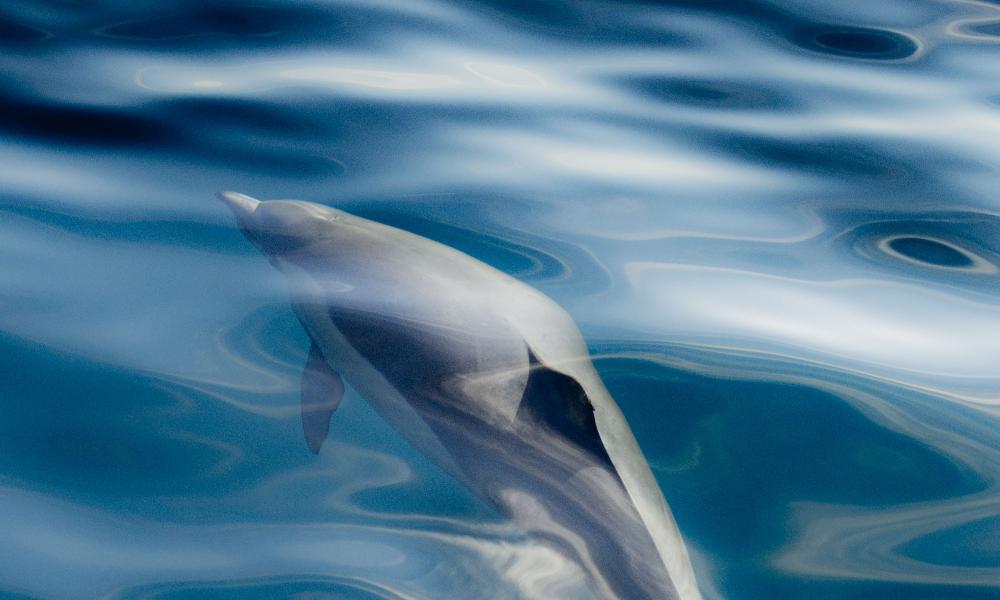 Dolphin just below the surface of the water