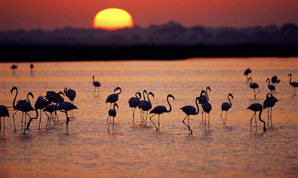Flamingos in Donana at sunset