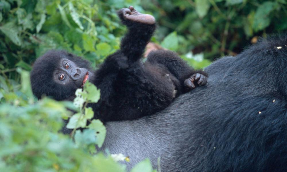 Baby mountain gorilla, Virunga
