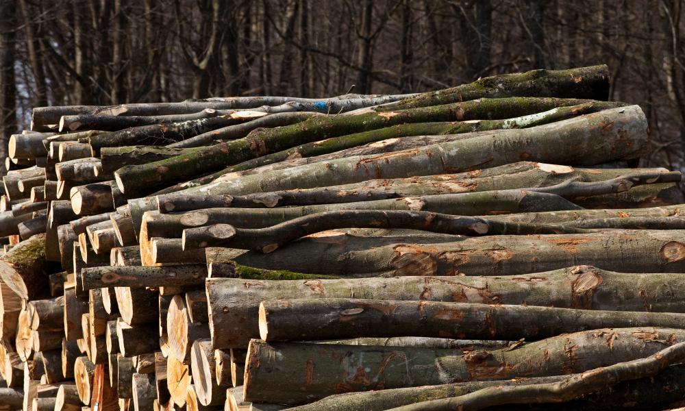 Timber - Håkan Dahlström, Flickr CC