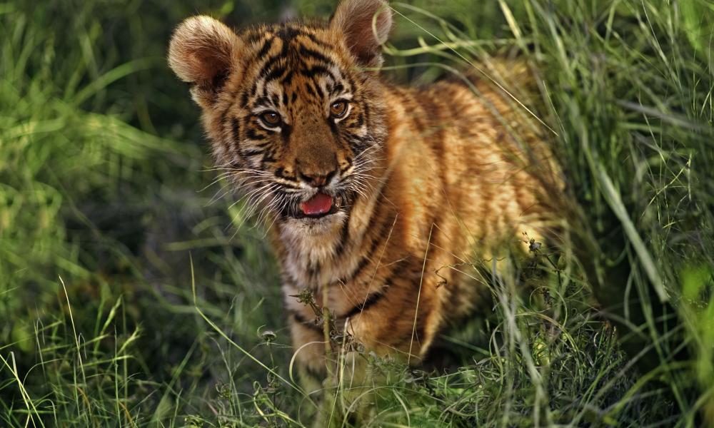 Indian tiger cub © Martin Harvey / WWF