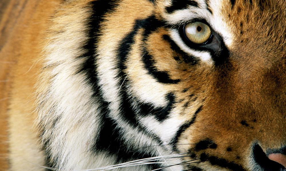Close up of a tiger © National Geographic Stock / Michael Nichols / WWF
