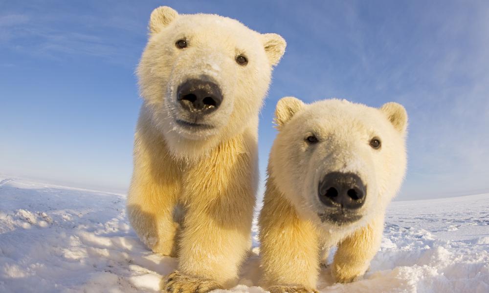 Two curious young Polar bears © naturepl.com / Steven Kazlowski / WWF