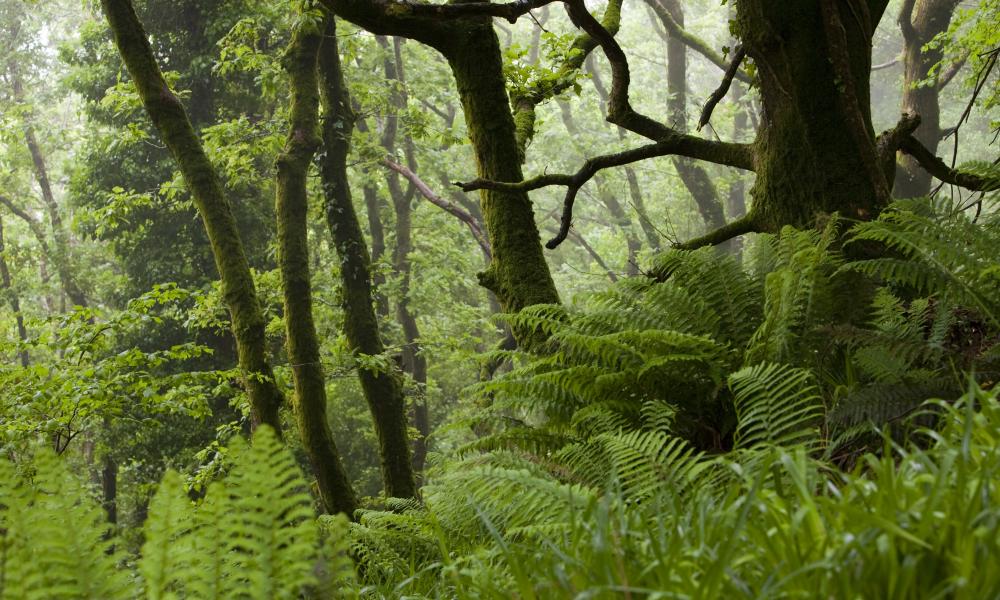 Damp woodland near Lynton in north Devon, UK