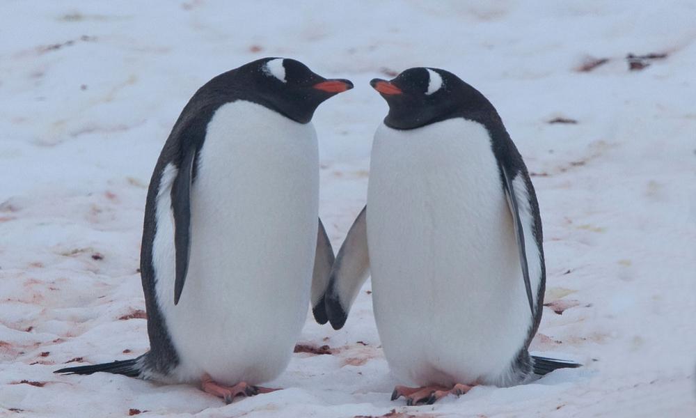 Gentoo penguins