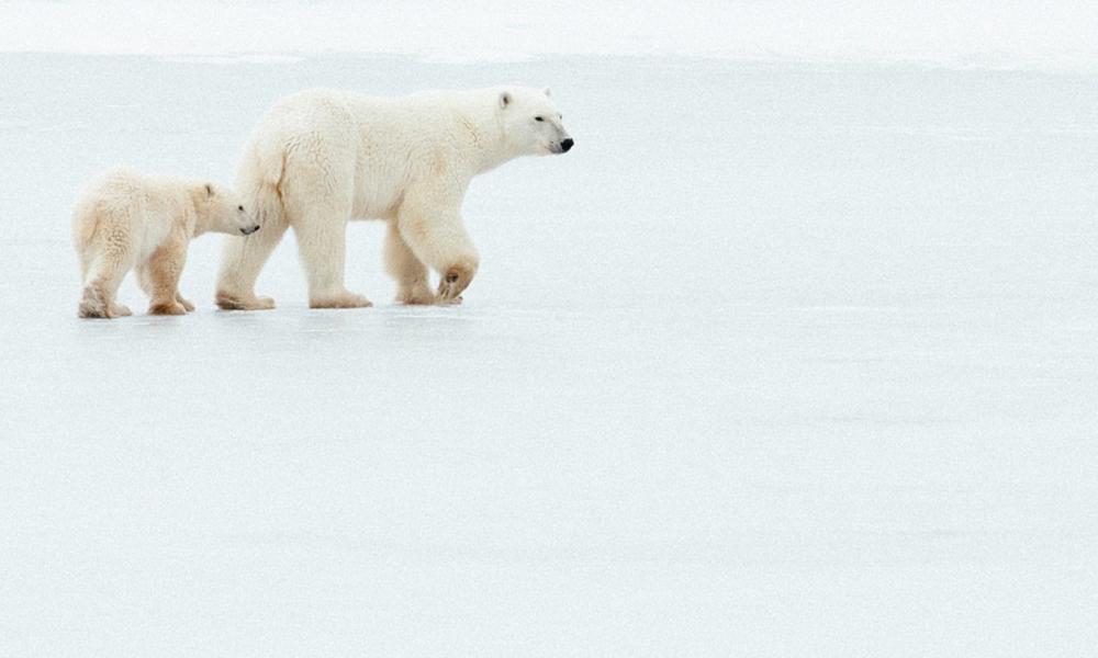 Mother polar bear and cub walk across frozen pond