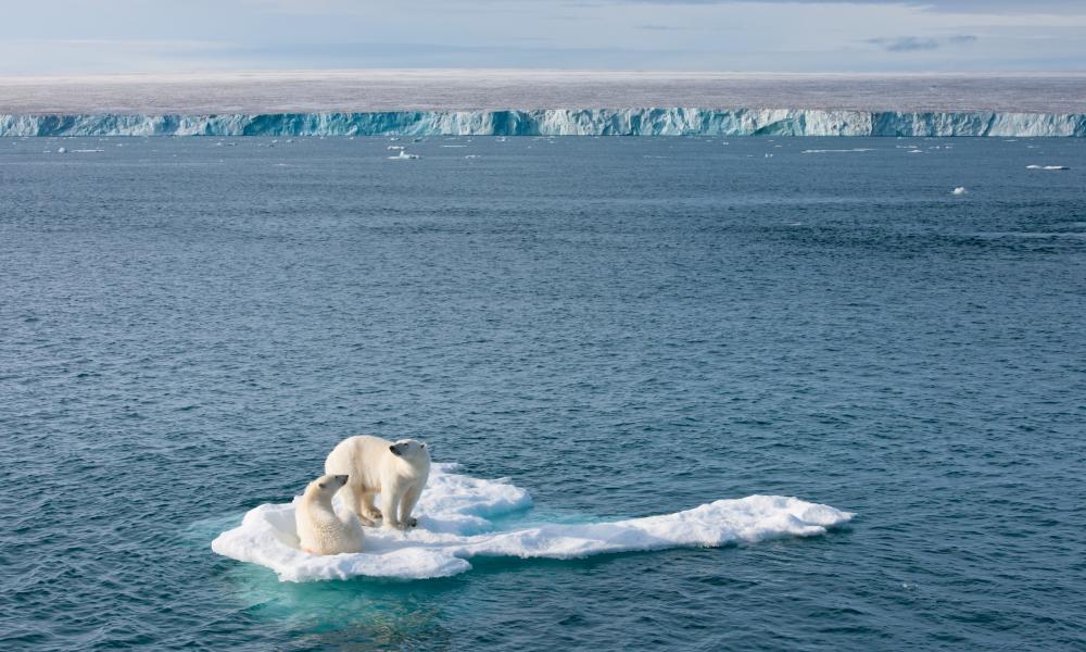 Polar bears on ice