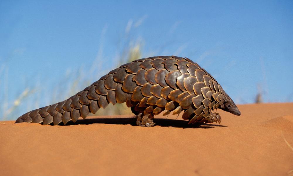 Cape pangolin