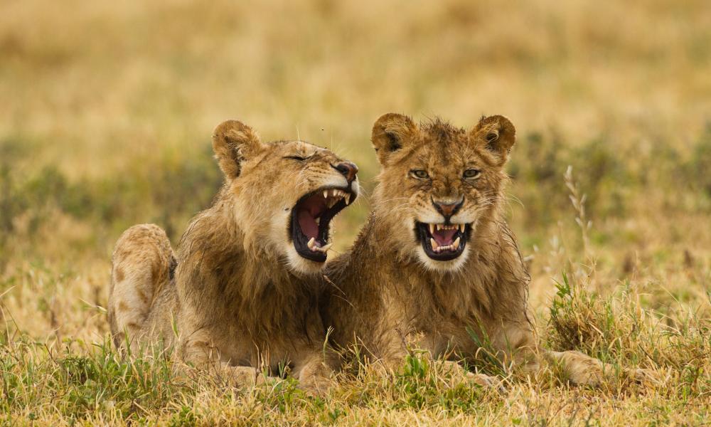 Two lions (Panthera leo) in the Ngorongoro Conservation Area in Tanzania, Africa