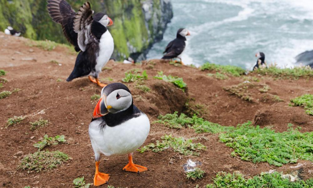 Puffins in Wales © iStock