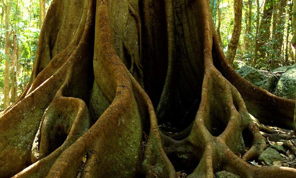 Twisted tree