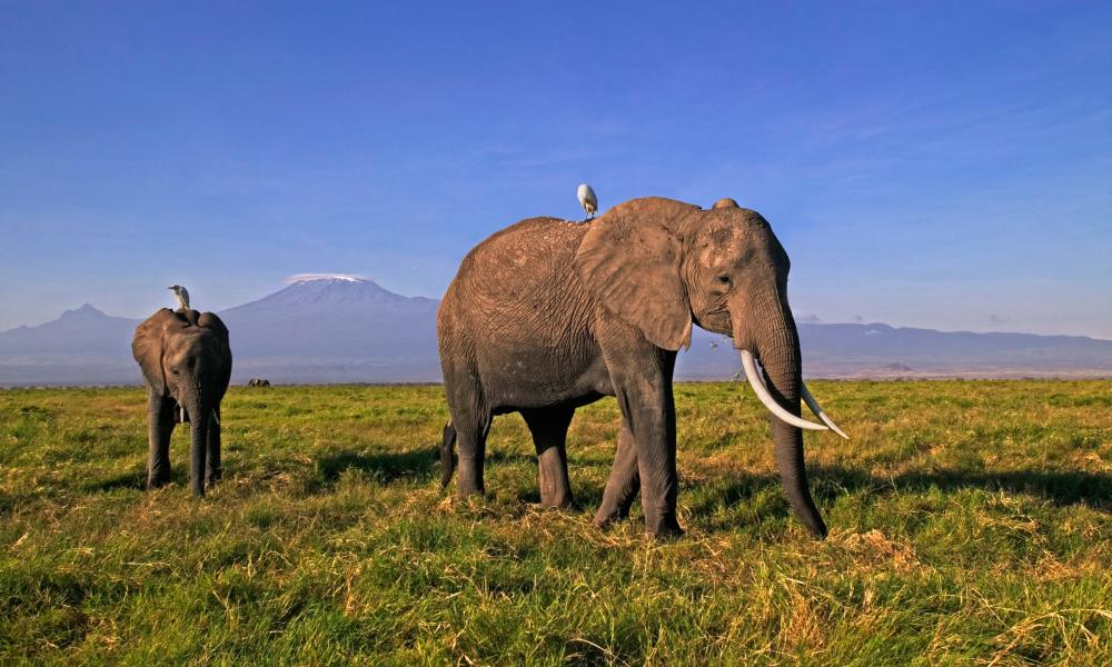 African elephants in Amboseli National Park, Kenya