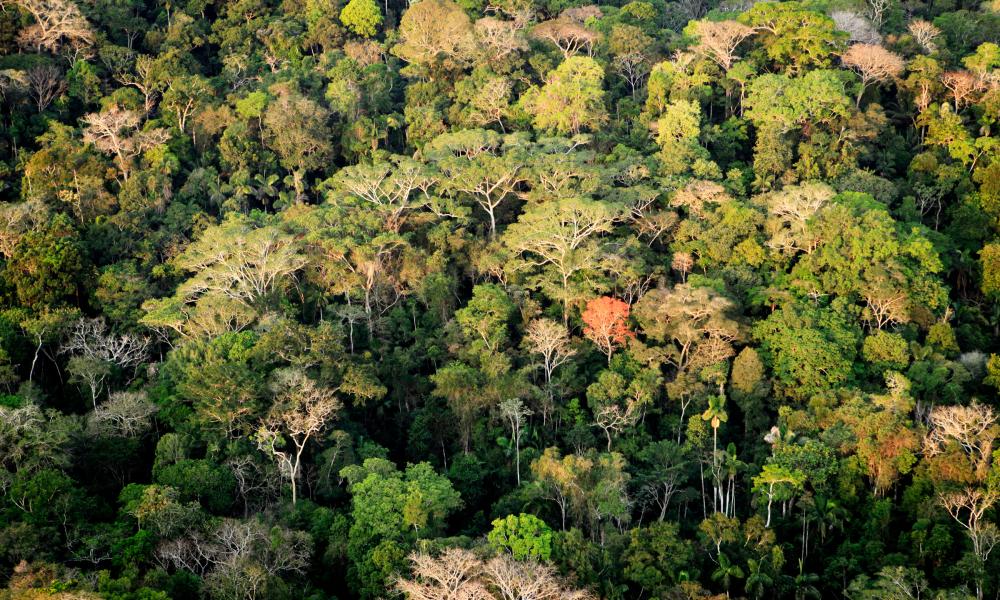 Amazon rainforest in Acre, Brazil