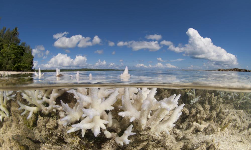 Bleached coral