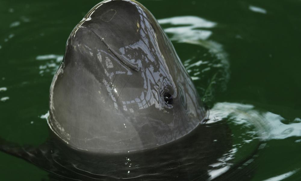 Yangtze finless porpoise
