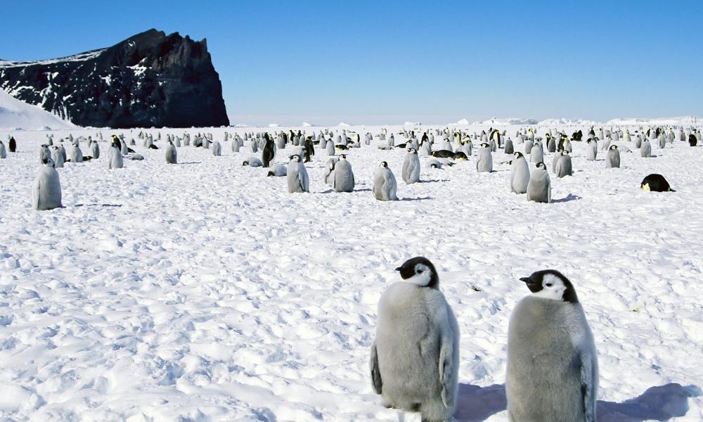 Penguins relaxing