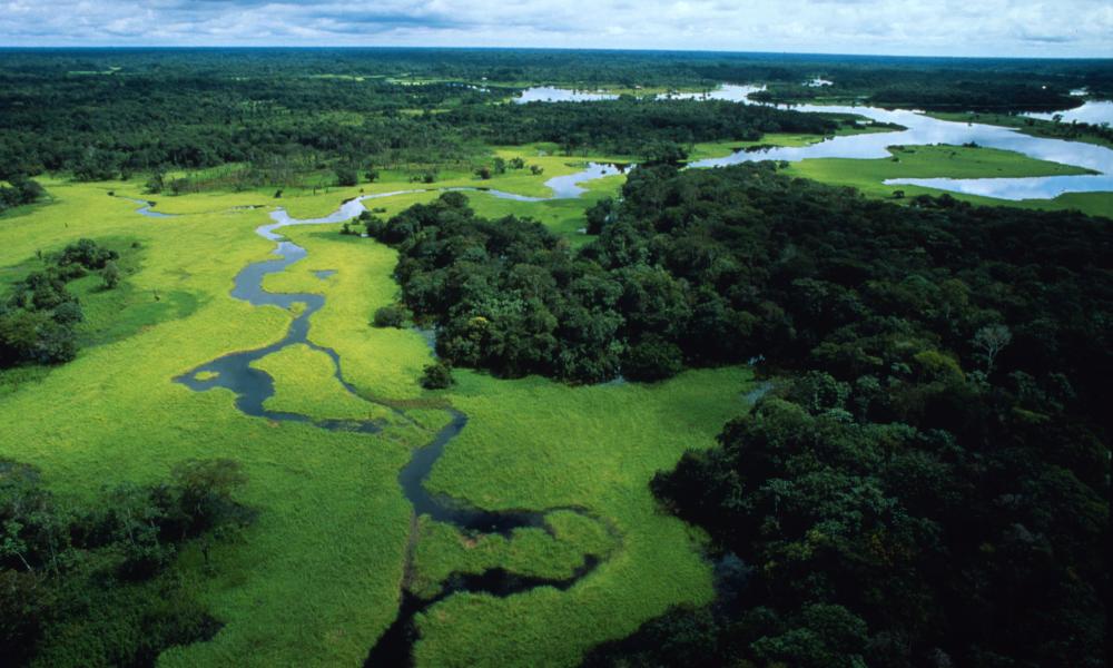 Forest and river