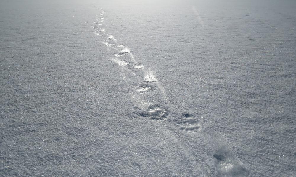 Polar bear footprints