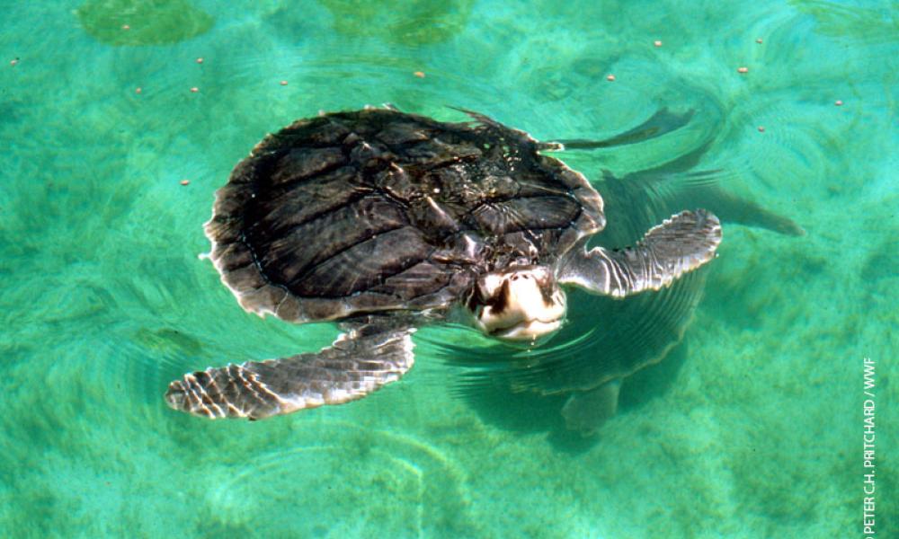 World Sea Turtle Day Wwf