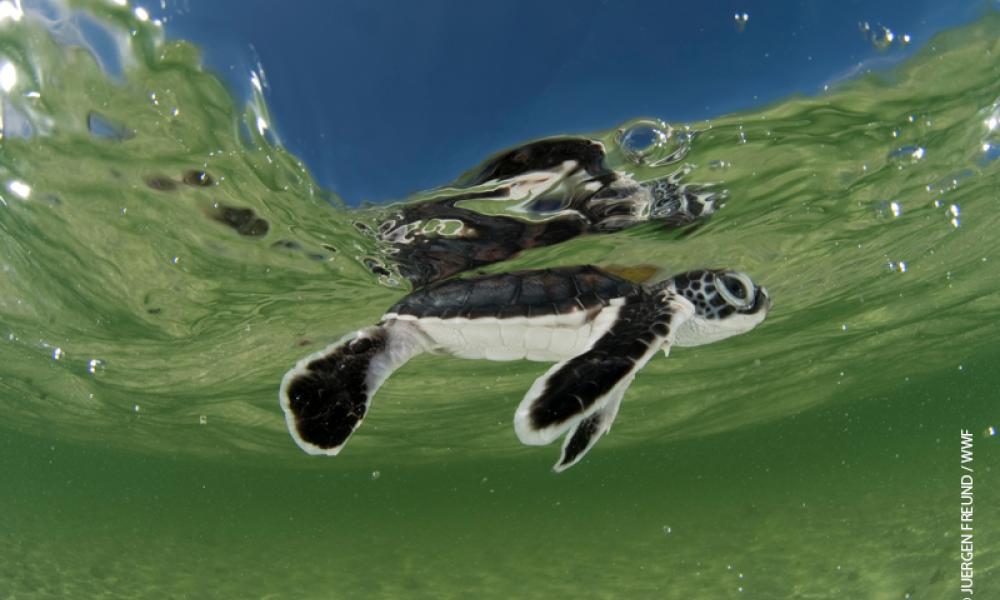 World Sea Turtle Day Wwf World Sea Turtle Day Wwf