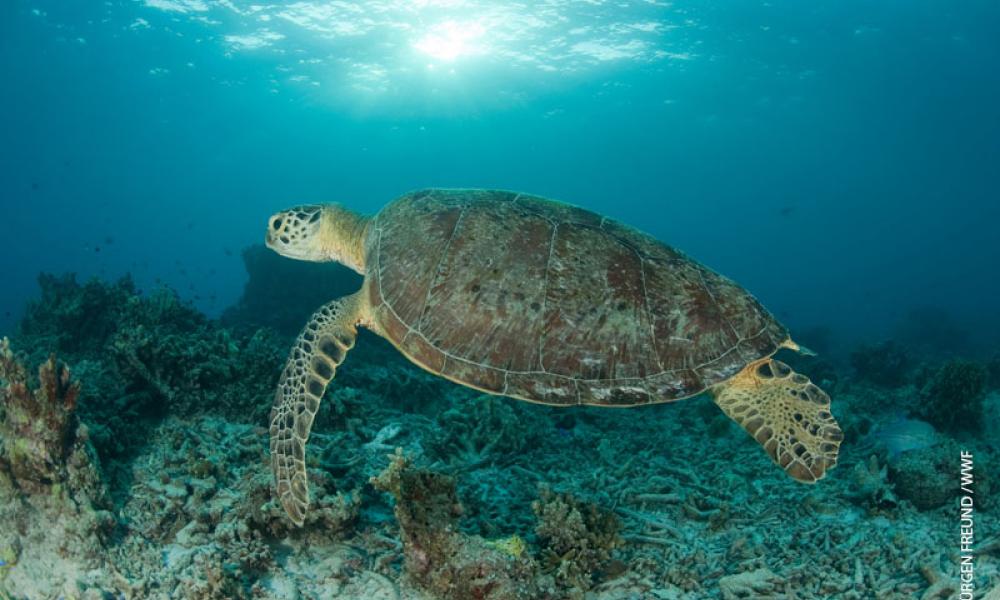 side view of turtle swimming in water
