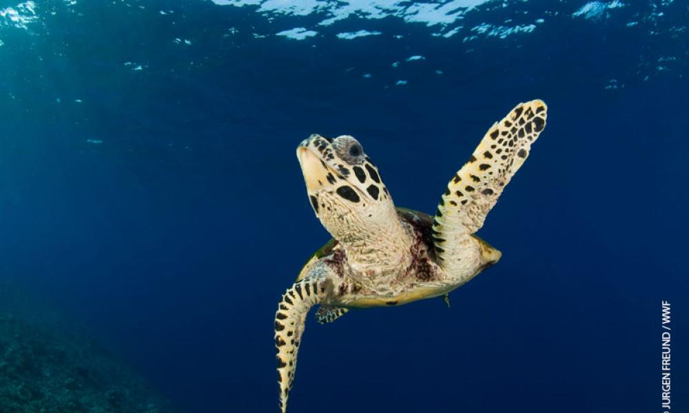 Turtle swimming in ocean