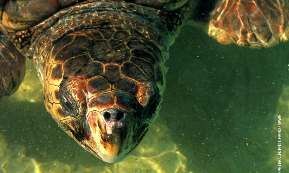 Turtles head close up