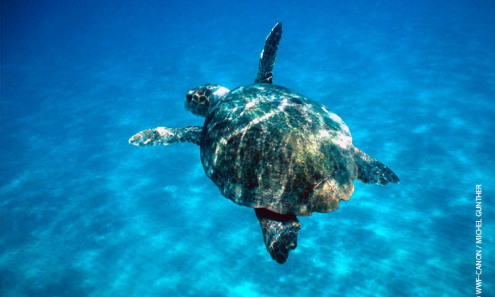 World Sea Turtle Day Wwf