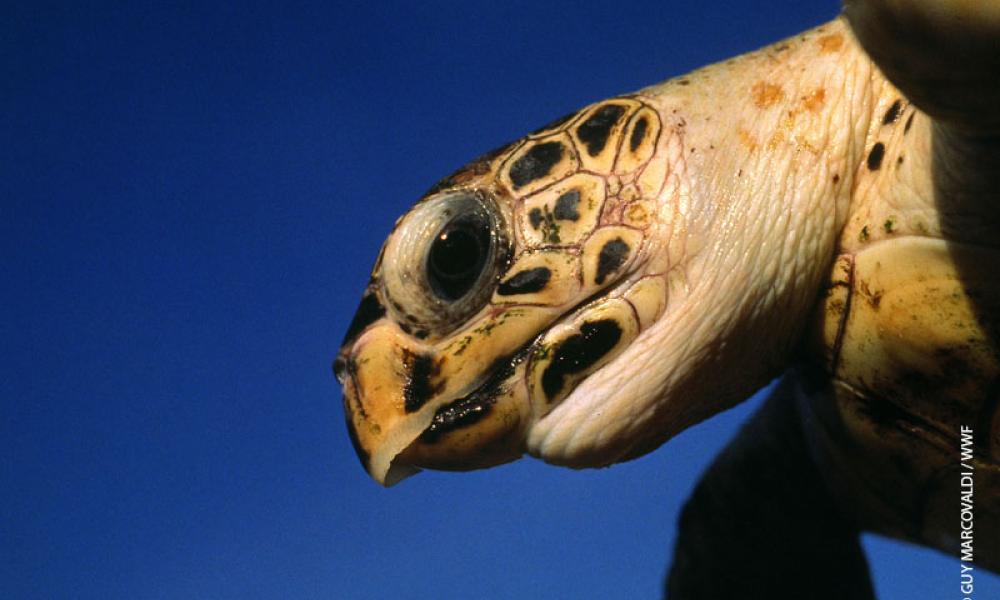 World Sea Turtle Day | WWF