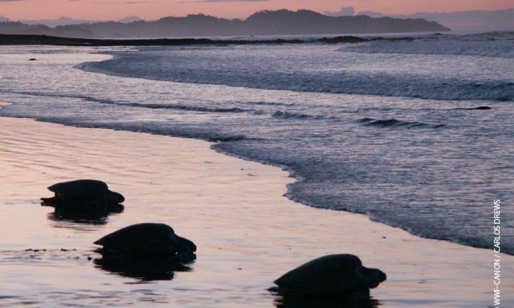 Turtles on a beach at dusk