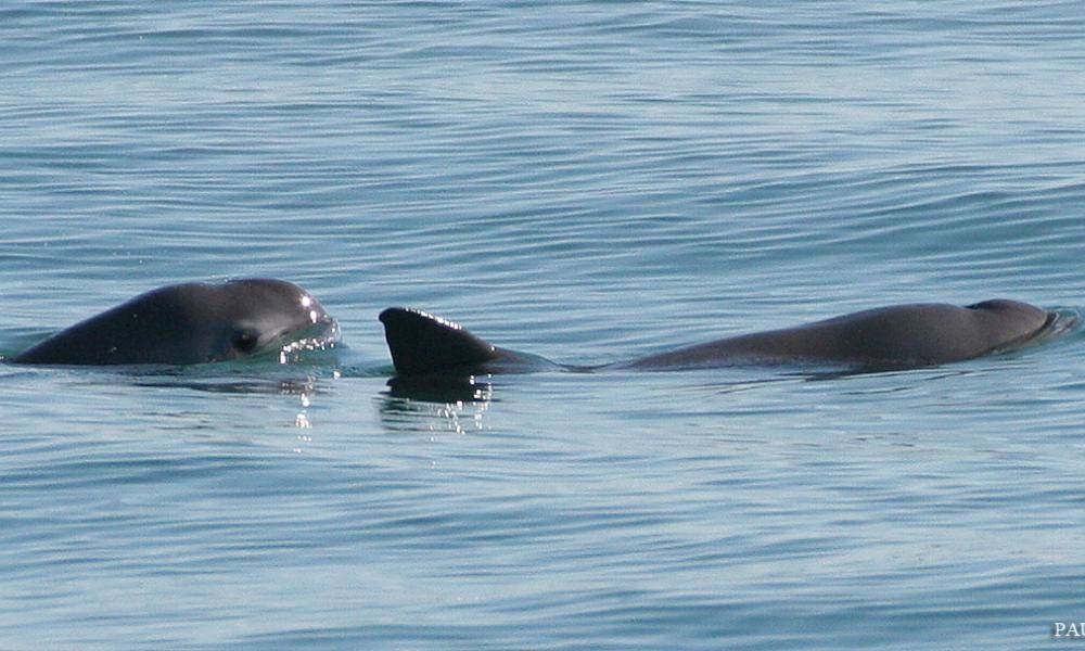 Vaquitas