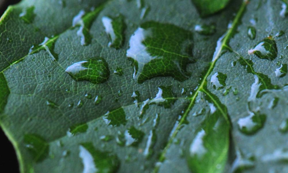 Rain drops on leaf