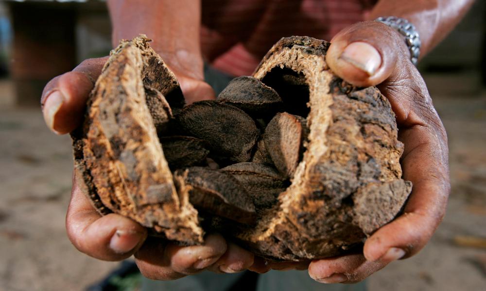 Brazil nuts