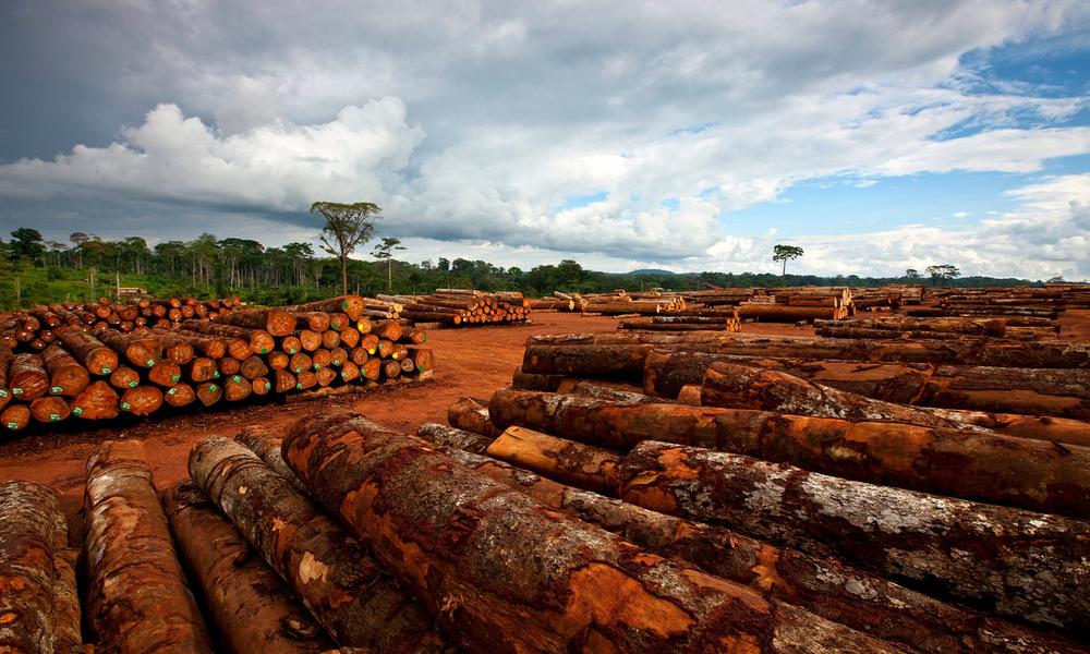 timber products and the effects on communities and forests in the Congo Basin region.