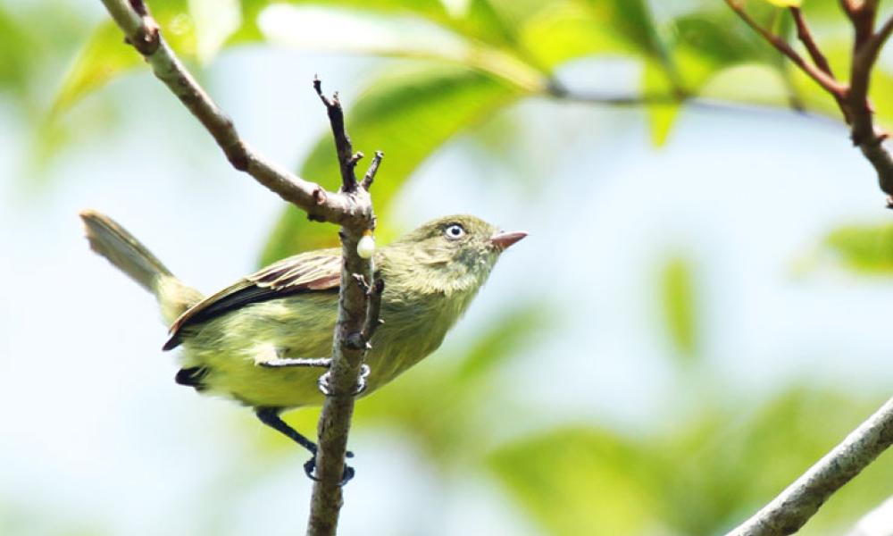 New species: Chico's Tyrannulet bird, Amazon, Brazil