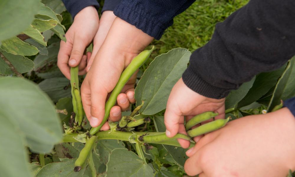 School pupils picking beans