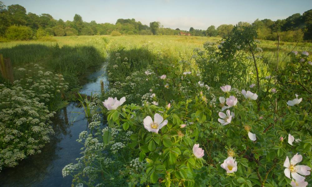 River Itchen chalk stream in Hampshire, UK