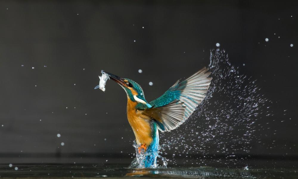 Kingfisher dives in