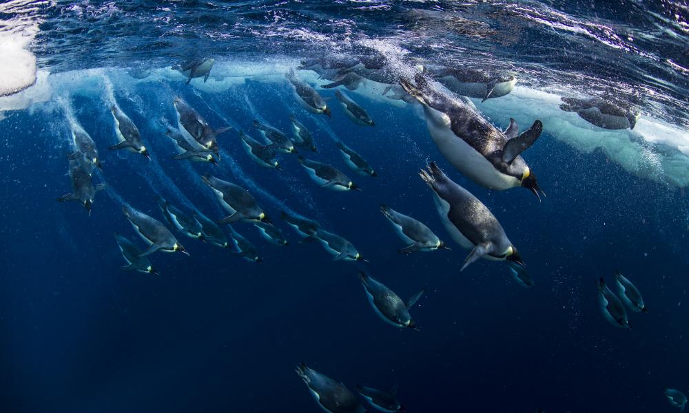 Emperor penguins