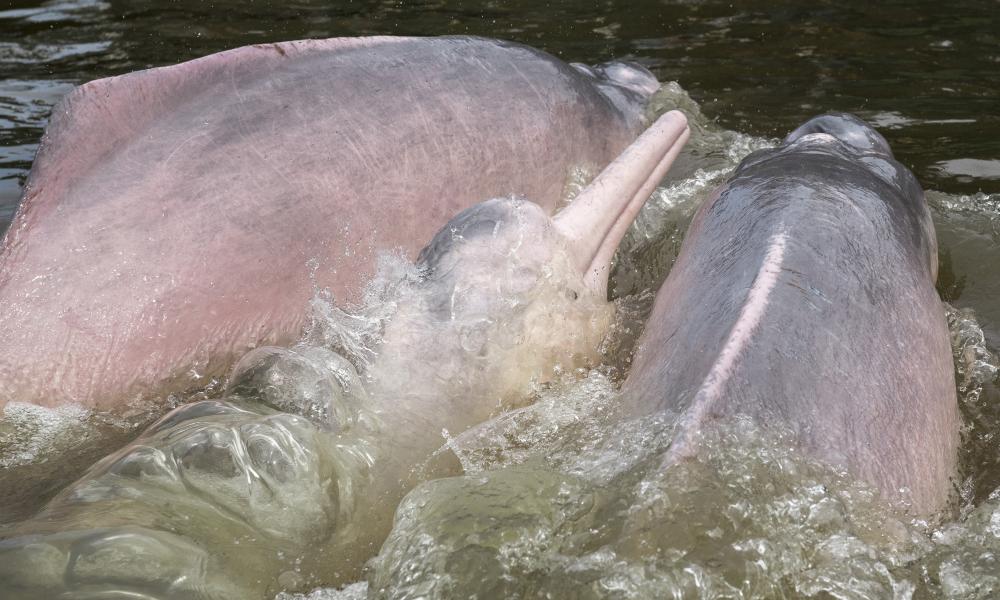 Four tagged Amazon river dolphins