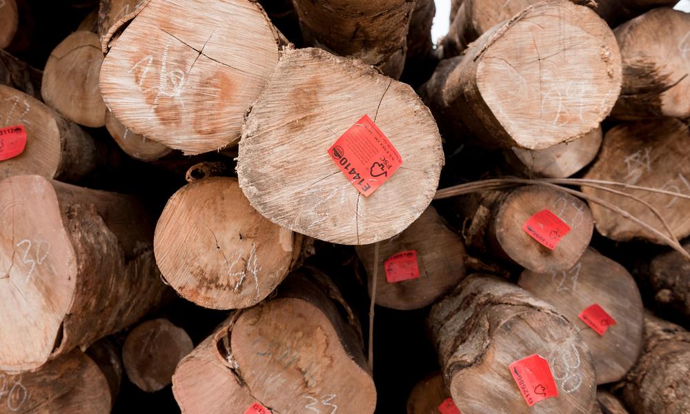 Harvested logs from Kolombangara Forest Products Limited a certified FSC Forest Stewardship Council timber plantation. Western Province, Solomon Islands. 9 July 10