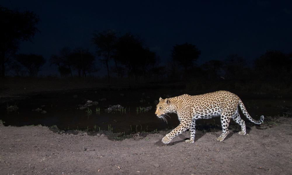 Camera trap image taken by Will Burrard-Lucas using Camtraptions PIR motion sensor. Zambezi Region of Namibia