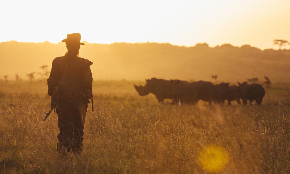 Doreen Adongo - Ranger, Kenya Wildlife Service, Nairobi National Park - monitoring white rhino (Ceratotherium simum ) in evening light as sun goes down. Nairobi National Park, Kenya.