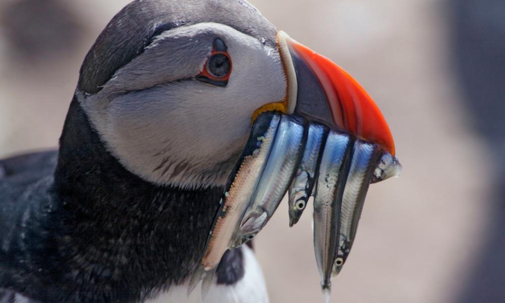 Atlantic puffin