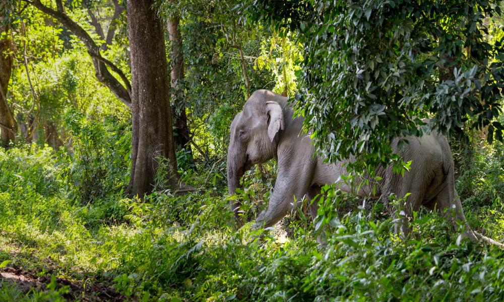 Asian elephant ( Elephas maximus ) in undergrowth. Kaziranga National Park, India