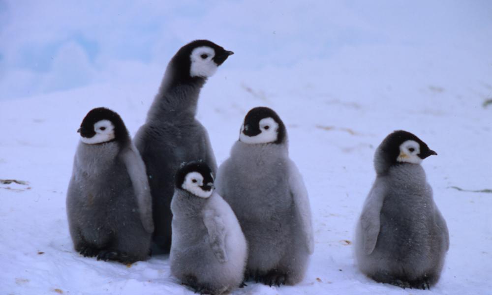 Emperor penguin chicks