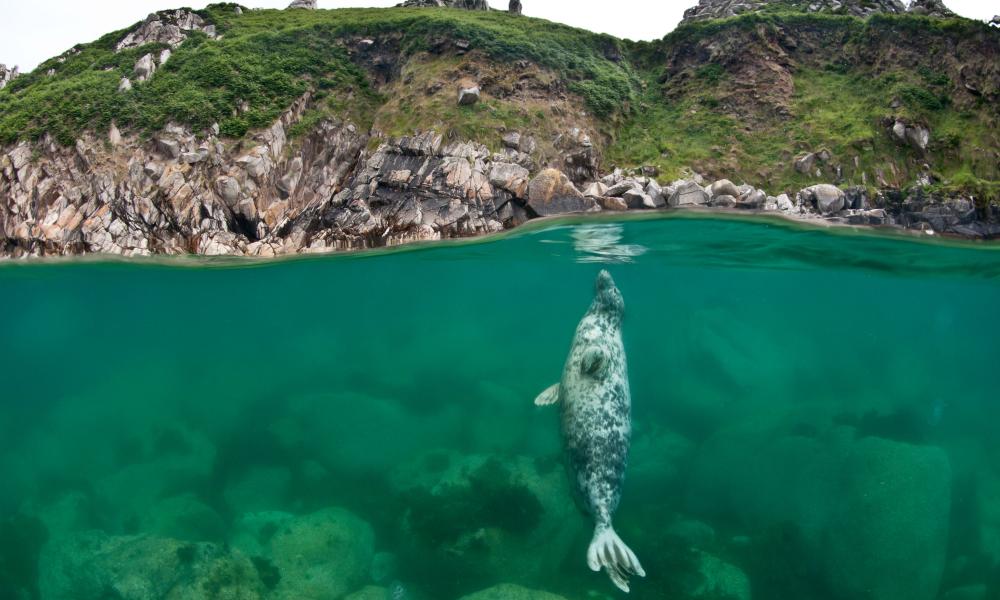 Lundy Island seal photo flipped